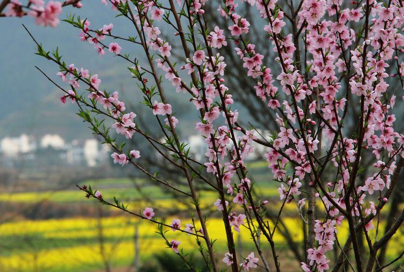 醉美婺源（3月14號(hào)）